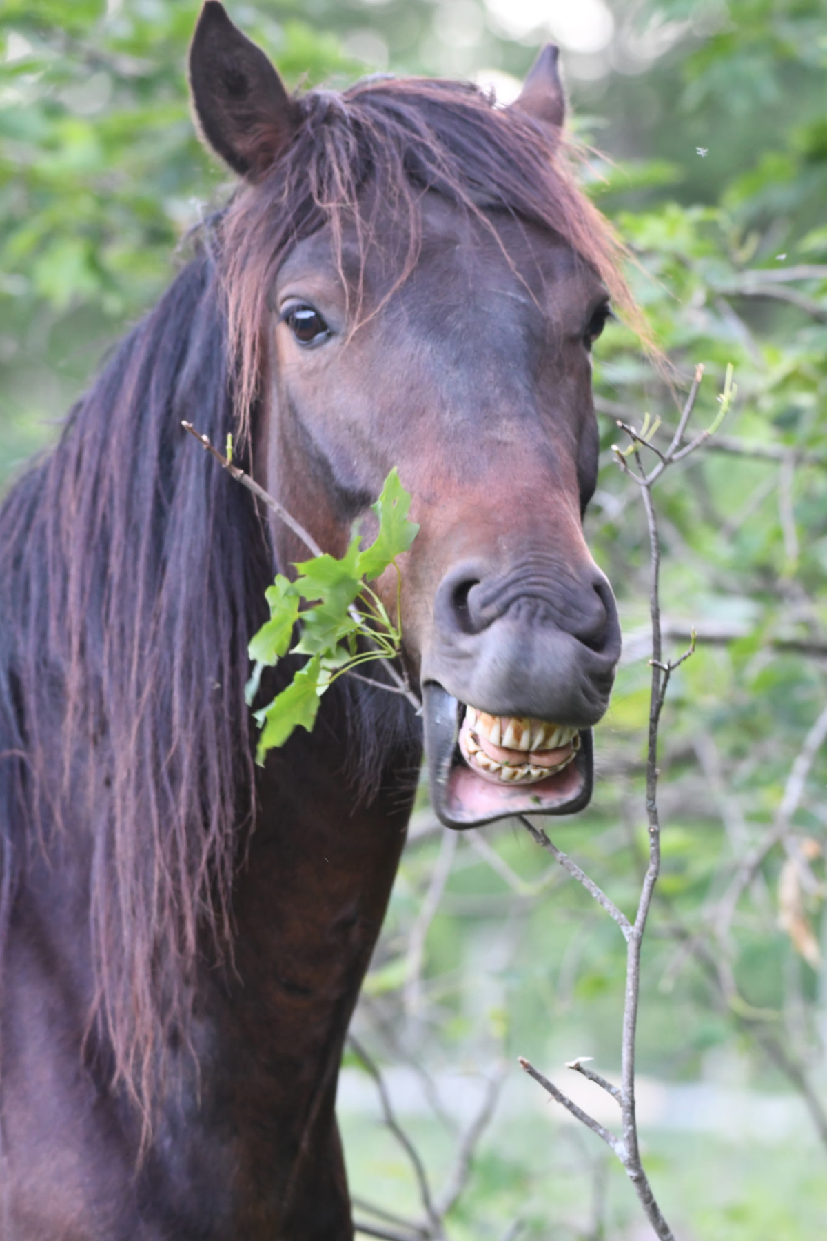 Photo of Rescued Mustang Hutch at Mustang Valley Sanctuary
