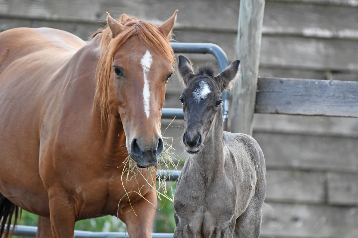 7911r Photo of surprise colt Huckleberry Finn at Mustang Valley Sanctuary