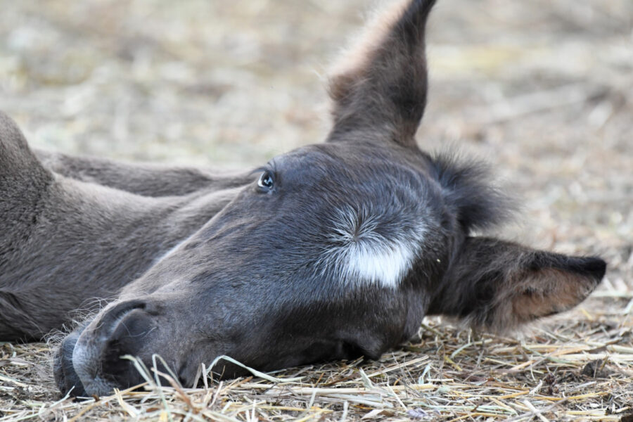 Huckleberry Finn: Our Surprise Baby Mustang With a Big Personality