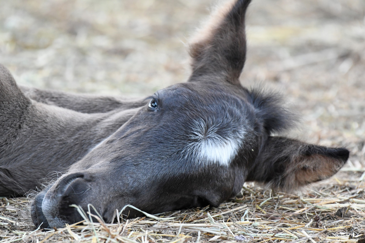 7975r Photo of surprise colt Huckleberry Finn at Mustang Valley Sanctuary