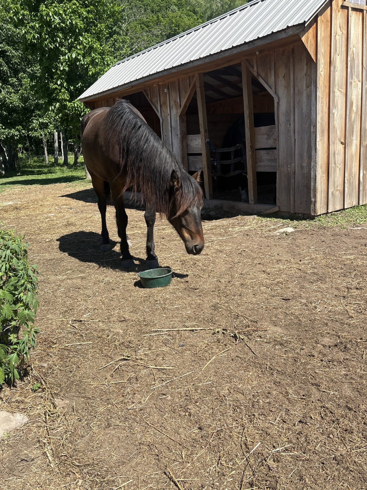 Photo of Rescued Mustang Hutch at Mustang Valley Sanctuary