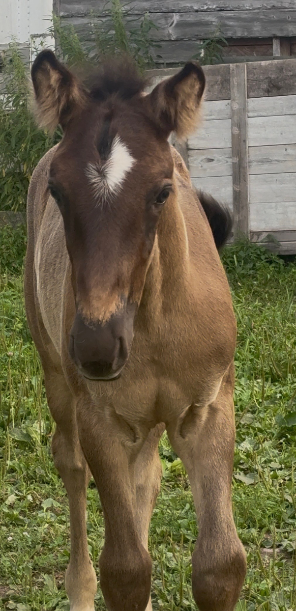 Screenshot Photo of surprise colt Huckleberry Finn at Mustang Valley Sanctuary