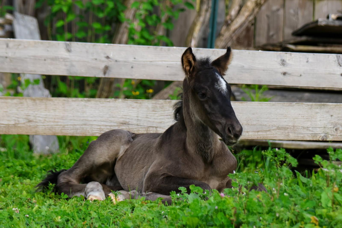 image000002 Photo of surprise colt Huckleberry Finn at Mustang Valley Sanctuary