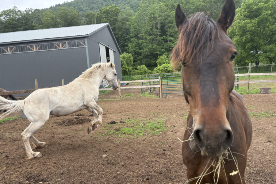 Fiona Is Going Home: The Wild Mustang Who Never Stopped Remembering