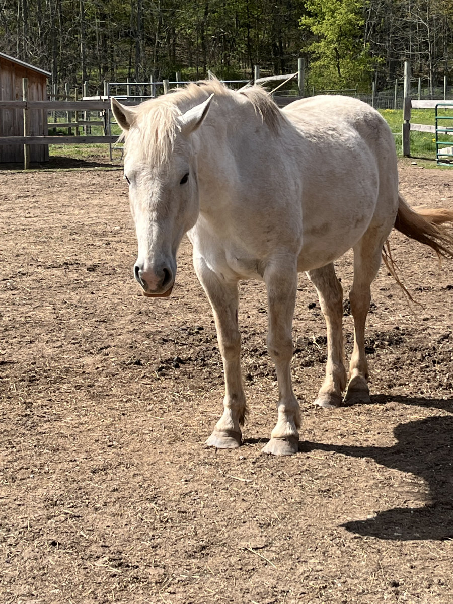 fiona at MV Sanctuary Wild Mustang Fiona at Mustang Valley Sanctuary