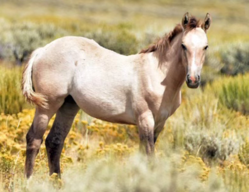 fiona-baby Young Mustang Fiona in the Wild