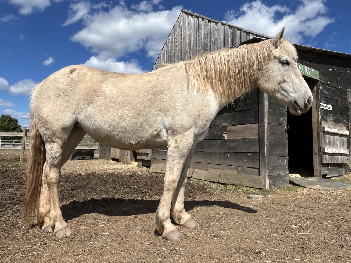 fiona-depressed Fiona at Mustang Valley Mustang Rescue