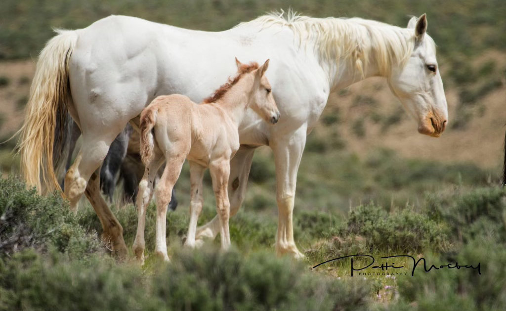 fiona with mom Mustang Fiona in the wild with her mother