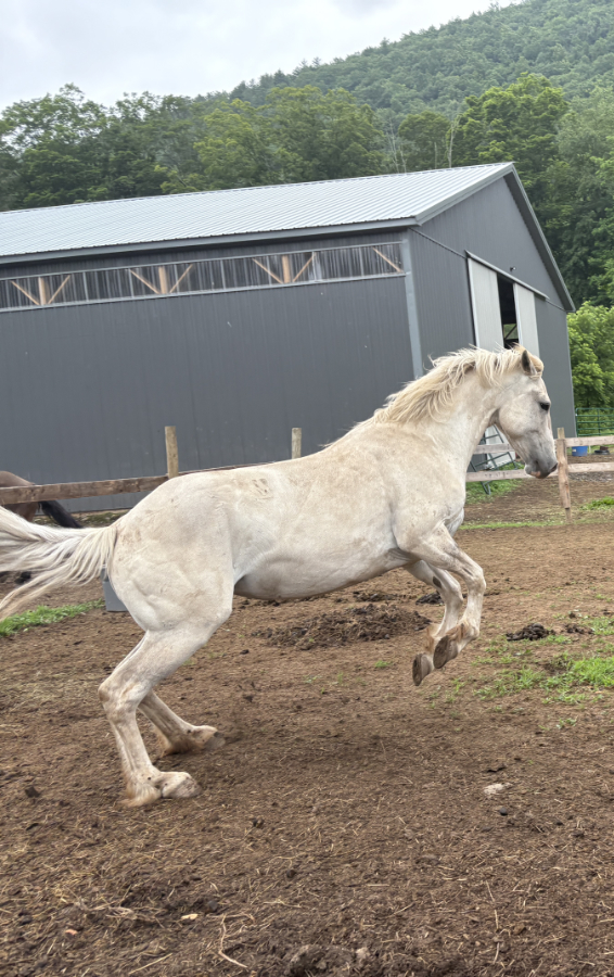 fiona Fiona- a mustang being wild photo